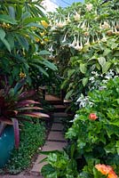 A partially hidden curved path of evenly spaced square tile pavers bordered by a lush planting of various shrubs, Cordyline, Plumeria, Hibiscus rosa sinensis, 'Snowqueen', Sanchezia speciosa and two different types of flowering Brugmansia.