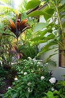 Garden at the back of a house featuring a Pentas lanceolata with white flowers, a Brugmansia and a tall growing Cordyline with bronze coloured foliage.