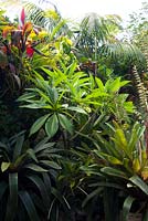 A lush planting featuring a Plumeria, Frangipani, Vresia, Bromeliads, Cordyline and Palms.