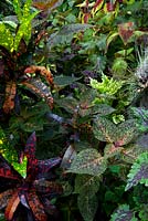 A view of a dense lush planting of colourful plants, featuring Crotons and Coleus.