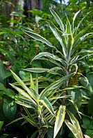 Dracaena fragrans, growing in dappled shade with green, yellow and white striped foliage.
