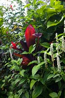 Justicia betonica - 'White Shrimp Plant' blooms are held in slim upright spires and are comprised of papery, green-veined white bracts growing in a lush garden with a red leaved Cordyline.