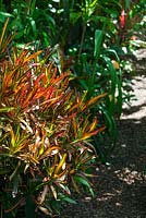 Codiaeum variegatum, 'Croton', with red, green and yellow variegated leaves growing in dappled light next to a path.