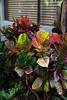 Codiaeum variegatum, 'Croton', with red, green and yellow variegated leaves growing in front of a window.