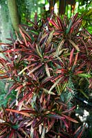 Codiaeum variegatum - 'Garden Croton',  with colourful slender strappy variegated leaves, red, pink, yellow and green.