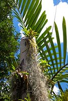 A dead palm tree trunk with epiphytic plants growing on it, featuring Dendrobium orchids and Tillandsia usenoides, 'Spanish Moss'.