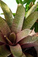 Vriesea fenestralis, bromeliad with pale yellow leaves green markings and a pink blush.