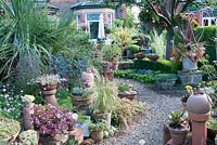 Curving gravel path edged by arrangement of pots and containers with Sedum Sempervivum Echeveria, Verbena, Eryngium, Allium sphaerocephalon, Yucca Phormium and grasses leading to the back of a traditional Victorian red brick house at Southlands, July 