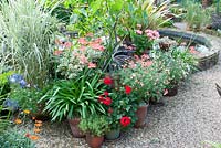Pots arranged by gravel path and raised brick pond. Planting of assorted Geranium, Agapanthus, Salvia 'Hot Lips', Ficus carica 'Brown Turkey' and Miscanthus sinensis 'Variegated' at Southlands, July