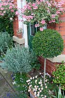 Pots and hanging baskets at the back of a Victorian house on a patio with Lavandula 'Sawyers', Ligustrum - privet half standard, Geranium and Oxalis deppei at Southlands, July