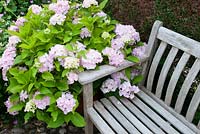 Hydrangea next to wooden bench, Southlands, July
