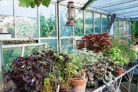 Greenhouse staging with pots containing a variety of plants - Coleus, Heuchera, Oxalis and Geranium. Southlands, NGS garden Lancashire. 