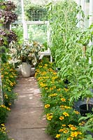 Tomato plants growing in pots underplanted with companion plants Marigold 'Naughty Mariett' in a greenhouse. Southlands, NGS garden Lancashire. 