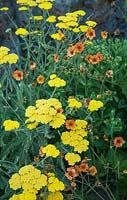 Achillea 'Moonshine' and Geum 'Totally Tangerine' in border
