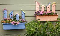 Painted containers planted with Calibrachoa and Lobelia and mounted on side of shed 
