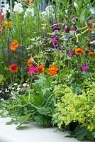 Close up of Beautiful Borders: 'New Horizons' Garden showing vibrant, colourful planting with penstemons, geums, cosmos, salvias and geraniums, fennel, alchemilla mollis, salvia, eryngium, epilobium and erigeron. Hampton Court Flower Show 2016.