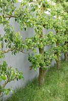 Pleached Pear trees - A Modern Apothecary, The St John's Hospice Garden, RHS Chelsea Flower Show 2016. Designer: Jekka McVicar, Sponsor: St John's Hospice