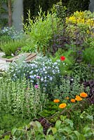 The St John's Hospice - A Modern Apothecary Garden - Planting combination including Calendula officinalis and Linum perenne - Designer: Jekka McVicar - Sponsor: St John's Hospice. RHS Chelsea Flower Show, 2016
