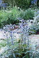 Eryngium bourgatii - The Drought Garden, RHS Hampton Court Palace Flower Show 2016