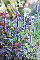 Dark foliage of Physocarpus 'Red Lady' with Agastache 'Blue Fortune' - A Dog's Life: The Dog's Trust Garden, Design: Paul Hervey-Brookes, RHS Hampton Court Palace Flower Show 2016