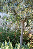 Olea europaea  - The Drought Garden, Design: Steve Dimmock, RHS Hampton Court Palace Flower Show 2016