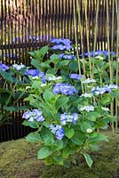 Hydrangea macrophylla 'Blaumeise' - Japanese Summer Garden, Design: Saori Imoto, RHS Hampton Court Palace Flower Show 2016