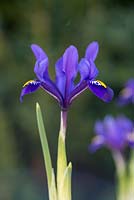 Iris reticulata 'Pixie'