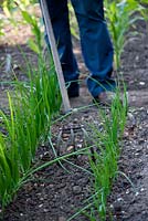 Using a traditional three-pronged garden cultivator to hoe between rows of onions