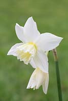 Narcissus 'Rippling Waters'