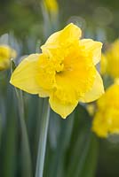 Narcissus 'Flyer'