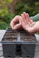 Sowing Nasturtium 'Mahogany' seeds into modules