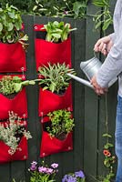Man watering vertical hanging planters containing Thyme 'Lemon Variegated', Oregano, Basil Mint, Thyme 'Silver Posie' and Sage 'Garden Grey'