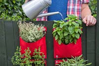 Man watering vertical planter of herbs from a balcony