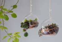 Circular Terrariums planted up with a variety of Succulents, hanging in an interior setting