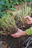Once the Penstemon clump has been loosened, separate the clump in half by hand to ensure root integrity