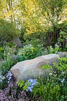 The M and G Garden, view of a stone surrounded by Valeriana pyrenaica, Zizia aurea, Saxifraga urbium and woodland plants. RHS Chelsea Flower Show, 2016.