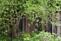 The M and G Garden, view of wooden fence behind Quercus pubescens and flower bed with Zizia aurea, Valeriana pyrenaica and Deschampsia flexuosa. RHS Chelsea Flower Show, 2016 Designer: Cleve West MSGD, Sponsor: M and G 