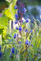 Anchusa azurea 'Dropmore'. Royal Bank of Canada Garden. The RHS Chelsea Flower Show 2016. Designer: Hugo Bugg, Sponsor: The Royal Bank of Canada