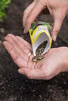 Mesclun 'Sweet Salad Mix'. Empyting seeds into palm of hand