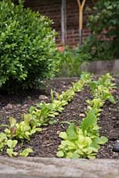 Mesclun 'Sweet Salad Mix' growing in rows in small potager border