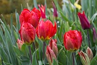 Tulipa 'Red Revival'