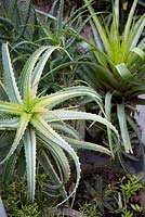 Aloe aborescens 'Variegata'. Detail showing the fleshy, spined, green and cream striped leaves in amongst a collection of potted succulents and bromeliads.