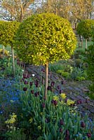 Box topiary in the potager underplanted with Tulipa 'Queen of Night'