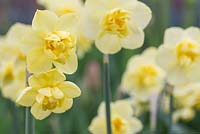 Narcissus 'Yellow Cheerfulness'