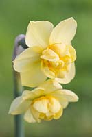 Narcissus 'Yellow Cheerfulness'
