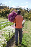 Farm worker with bunches of harvested Rhodanthe manglesii, Paper daisies, destined for the Sydney flower markets