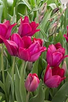 Tulipa 'Merlot'