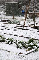 Rural allotment during snowfall with raised beds and winter vegetables, Norfolk, UK, February