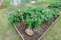 First early new potatoes, 'Arran Pilot', freshly dug on small allotment plot