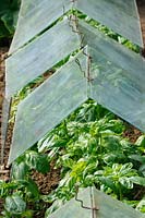 Garden Herbs, Basil, growing under glass cloches